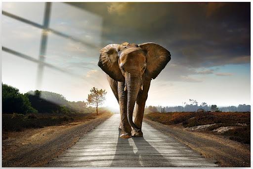 Tempered Glass Elephant Walking