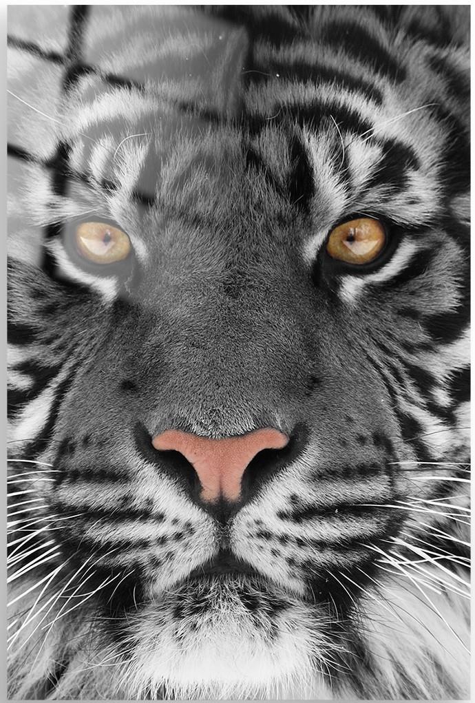 Tempered Glass Tiger Face