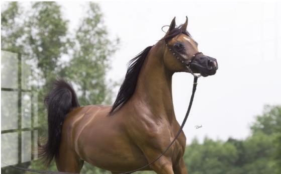 Tempered Glass A Arabian Horse — view 2